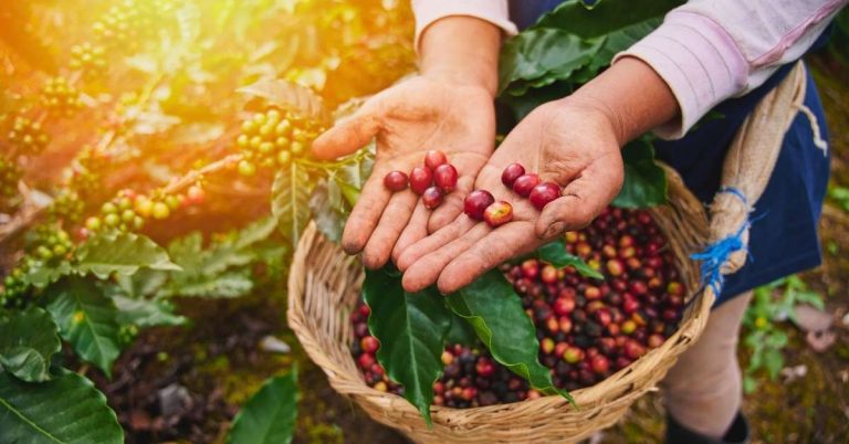 Cây cà phê Robusta sinh trưởng tại vườn Buôn Ma Thuột
