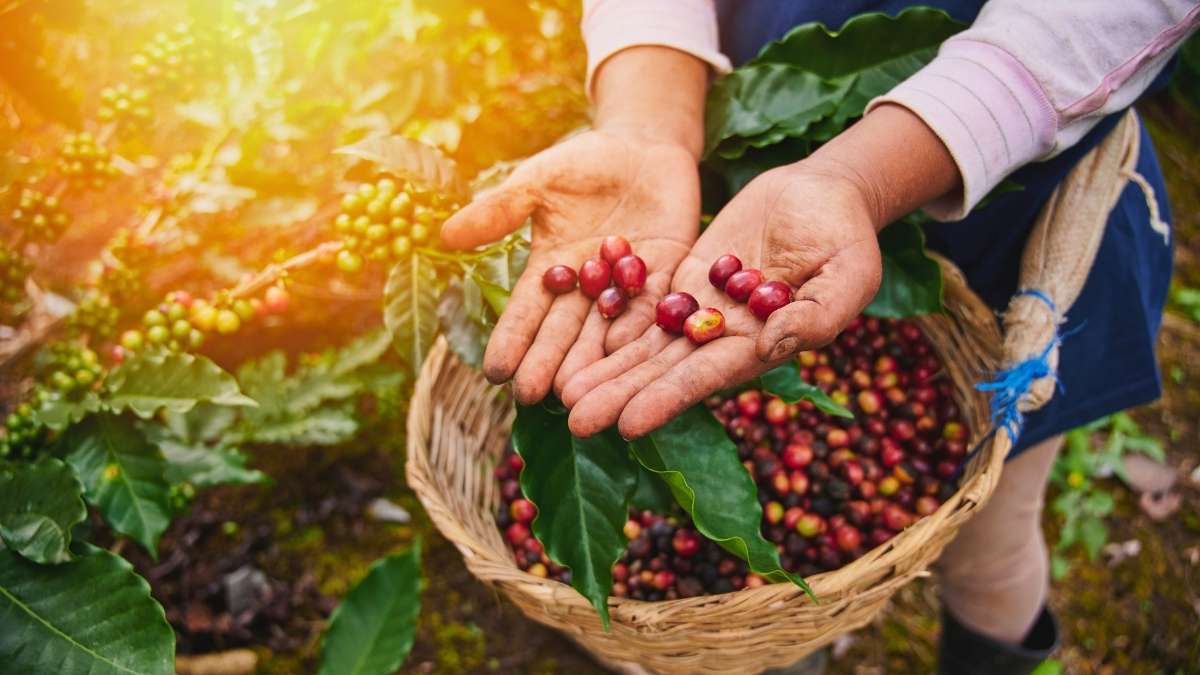  Cây cà phê Robusta xanh tốt tại Tây Nguyên