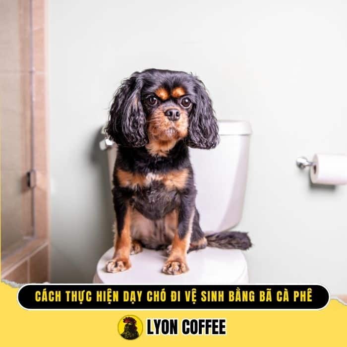 Lyon Cafe hướng dẫn mẹo dạy chó đi vệ sinh bằng bã cà phê