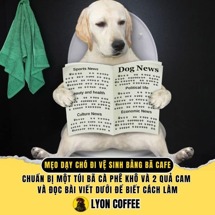 Lyon Cafe hướng dẫn mẹo dạy chó đi vệ sinh bằng bã cà phê