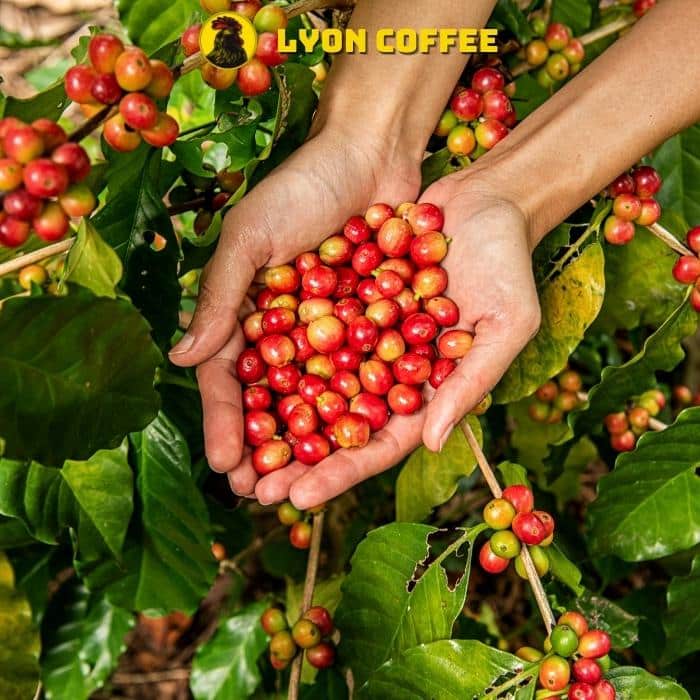 Việt Nam đứng đầu thế giới về xuất khẩu giống cafe này.