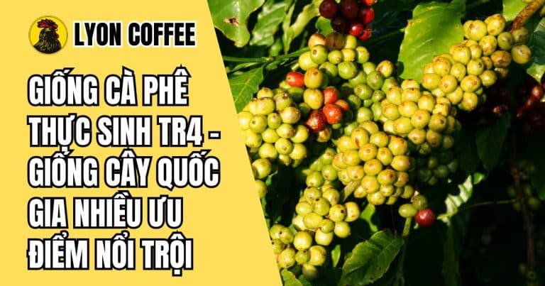 Giống cà phê thực sinh TR4