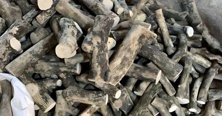 Gỗ cà phê có tốt không đặc điểm và ứng dụng