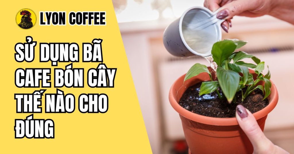 Hướng dẫn cách ủ bã cà phê bón cây đúng cách