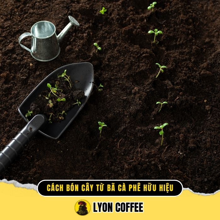Hướng dẫn cách bón, ủ cây từ bã cà phê đúng cách hiệu quả