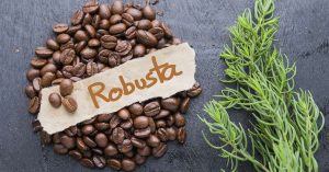 Aroma cà phê Robusta hương gỗ hạt