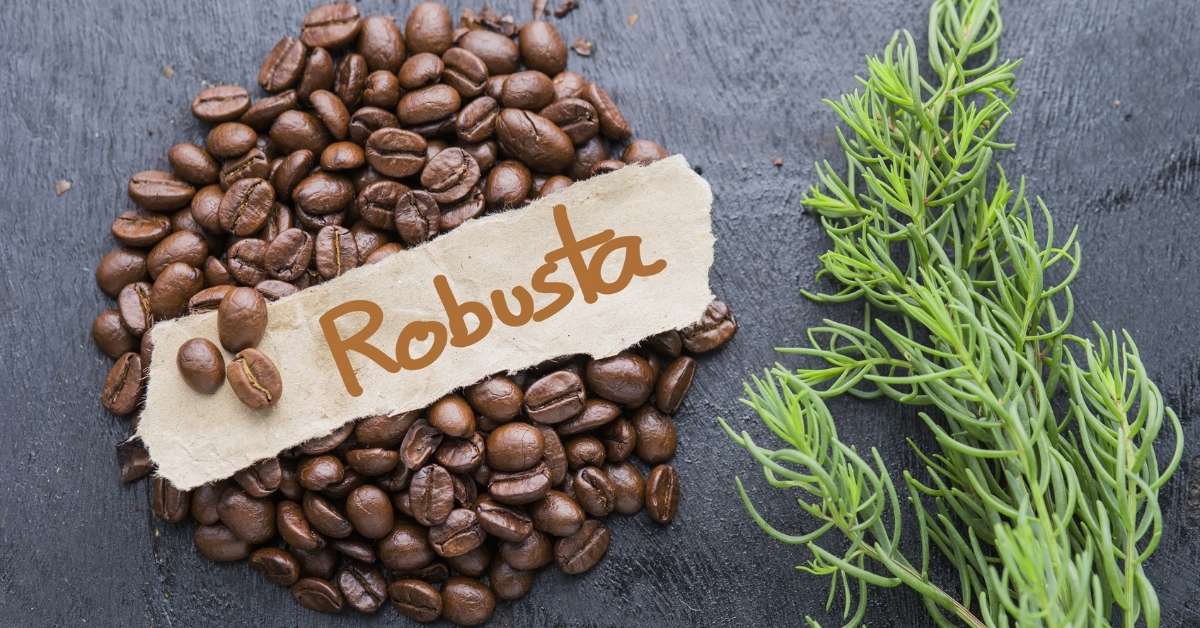 Aroma cà phê Robusta hương gỗ hạt