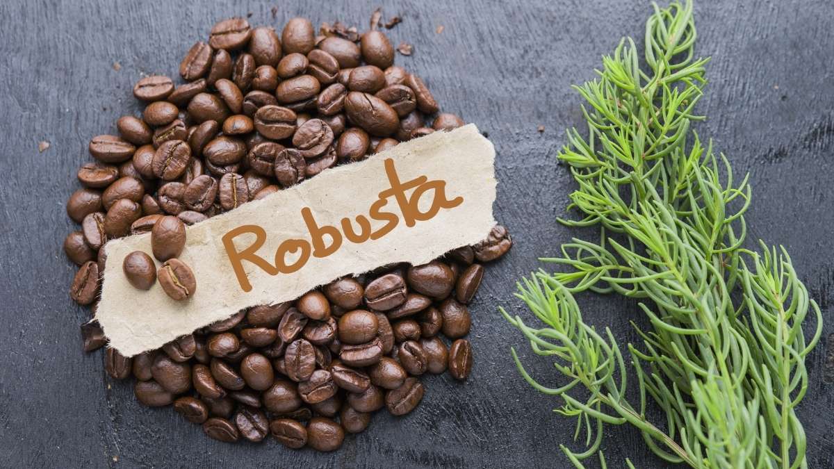  Hương vị cà phê Robusta đậm đà