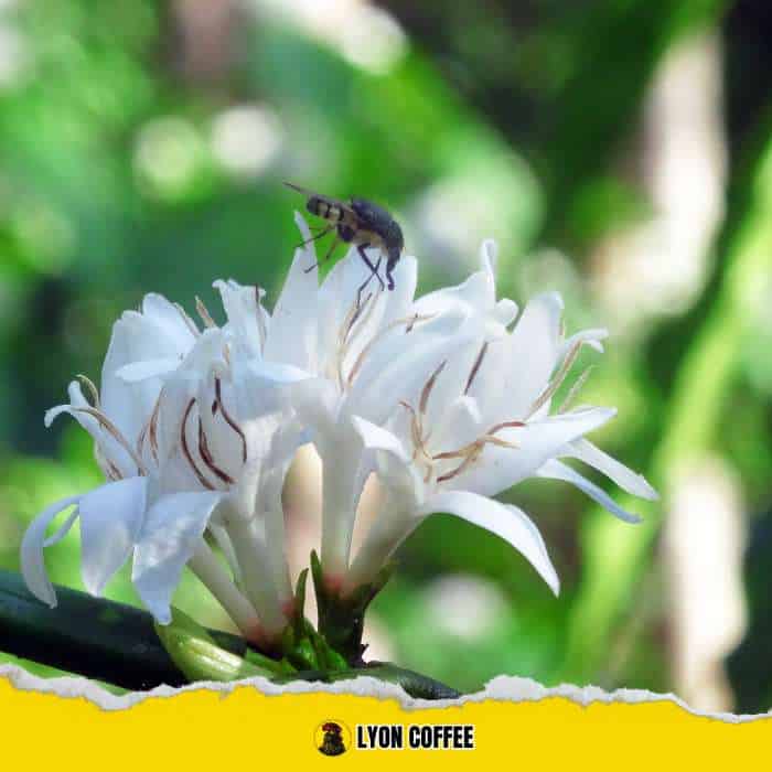 Nguồn gốc, đặc điểm mật ong cà phê