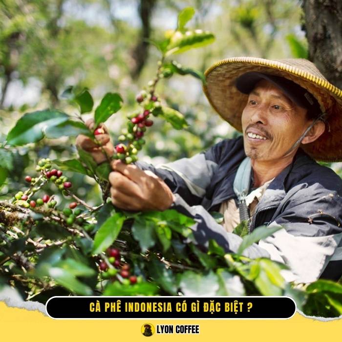 Tìm hiểu ngành cà phê Indonesia 