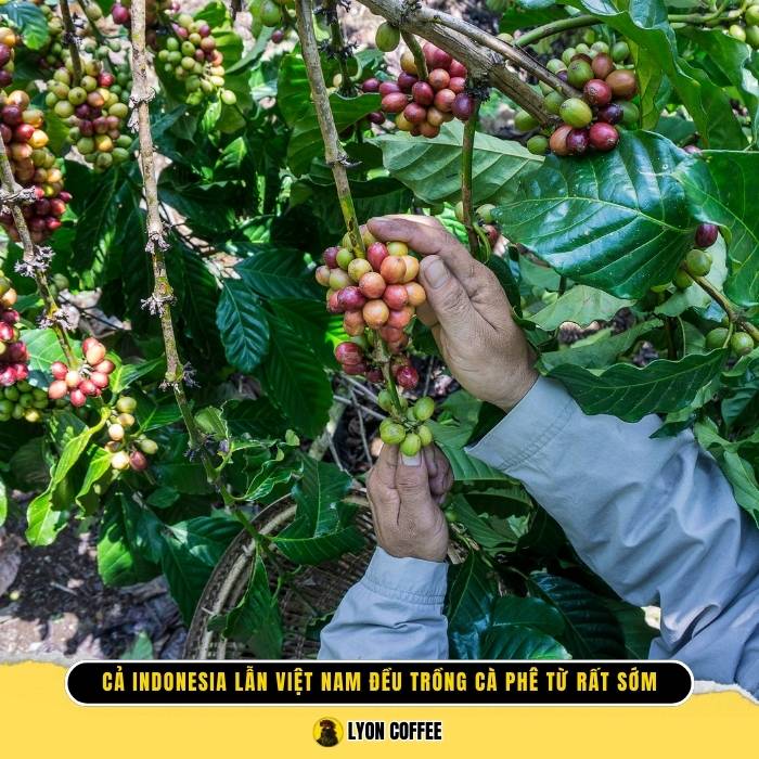 Cà phê nhân Indonesia & Việt Nam bắt đầu trồng cà phê từ khá sớm