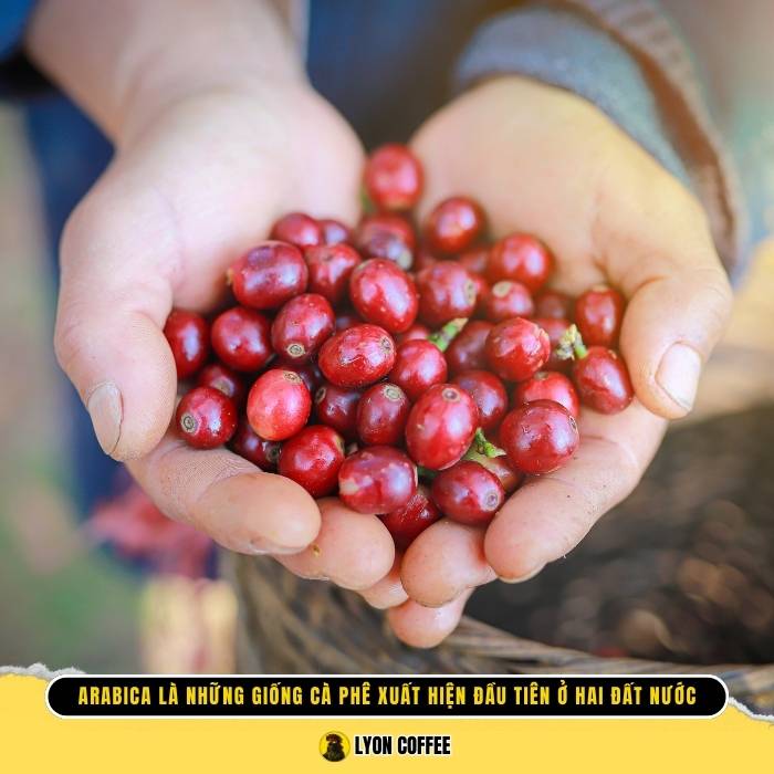 Arabica là giống cây cà phê xuất hiện đầu tiên ở Indonesia & Việt Nam