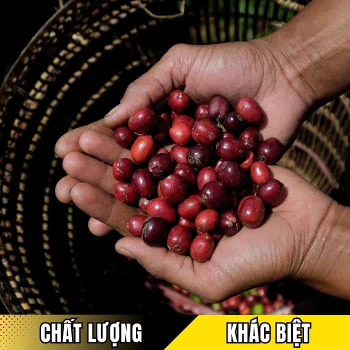 Sự khác biệt giữa cà phê hữu cơ và cà phê thường