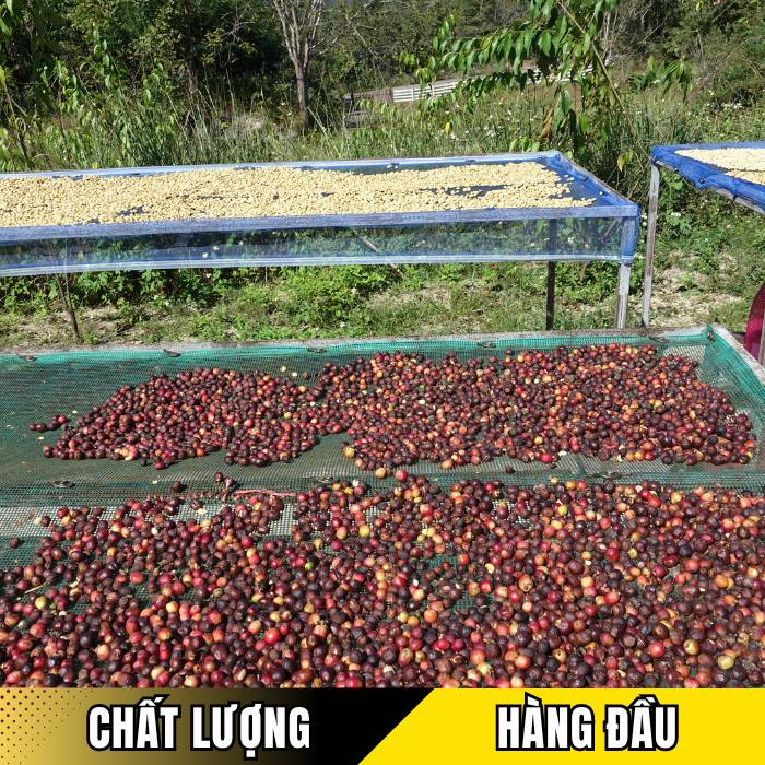 Chất lượng cafe xuất khẩu là ưu tiên hàng đầu