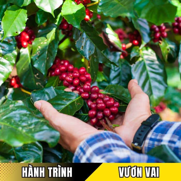 Hành trình từ những vườn cà phê sạch đến thị trường quốc tế