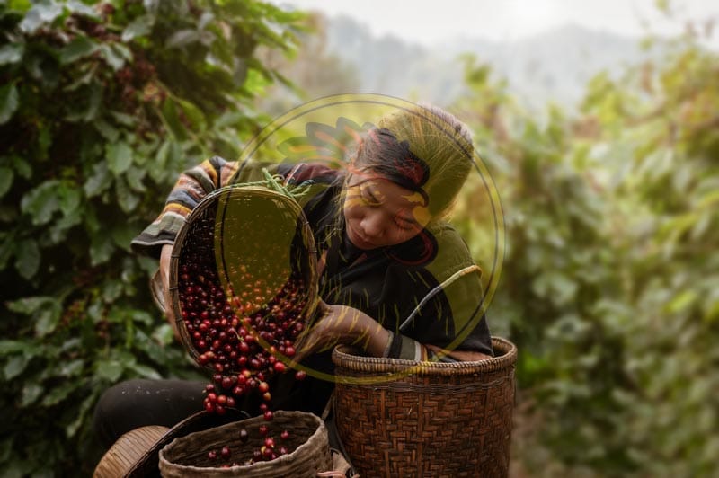 Nhà cung cấp cà phê sạch chất lượng Lyon Coffee hàng đầu tại Việt Nam
