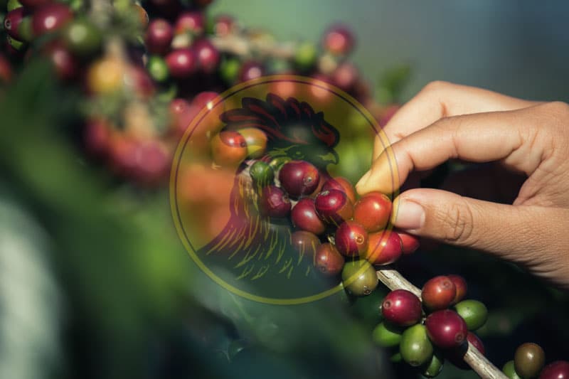 Lyon Coffee sử dụng những hạt cà phê nhân chín mọng tại vùng đất tốt nhất tại Việt Nam