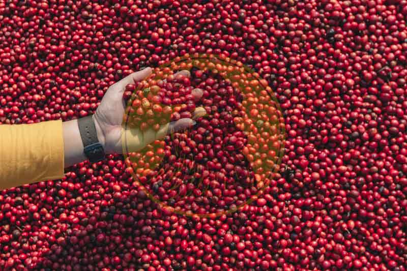 Công suất sản xuất nguồn cà phê xuất khẩu