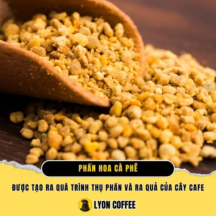 Phấn hoa cà phê là gì, giá bao nhiêu, tác dụng, công dụng và cách sử dụng phấn hoa cafe hiệu quả tại nhà.