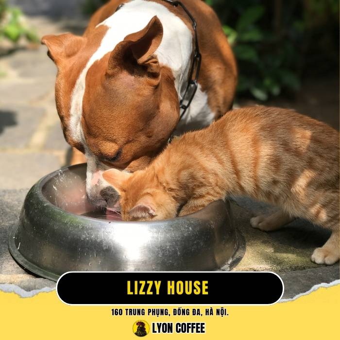 Lizzy House - Quán cafe chó mèo ở Quận Đống Đa Hà Nội