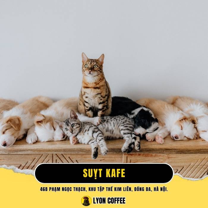 Suỵt Kafe - Quán cà phê chó mèo ở Quận Đống Đa Hà Nội