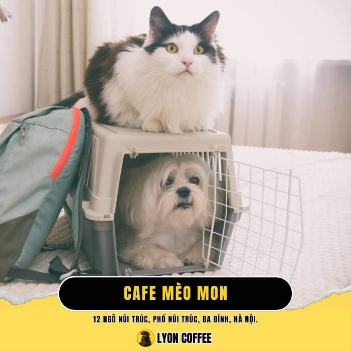 Mèo Mon - Quán cafe chó mèo ở Quận Ba Đình Hà Nội