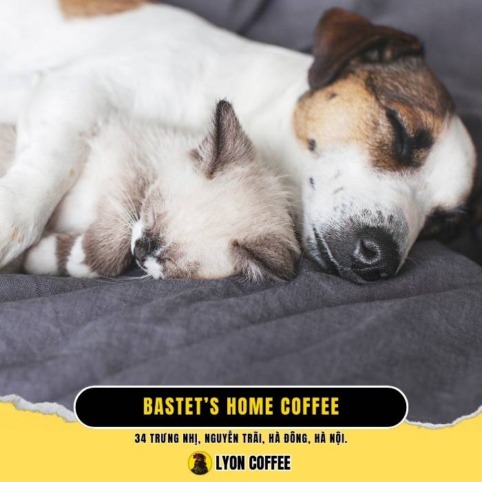 Bastet’s Home Coffee - Quán cafe chó mèo ở Quận Hà Đông Hà Nội