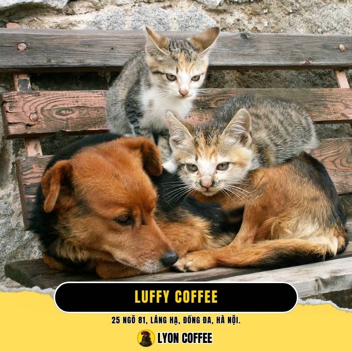 Luffy Coffee - Quán cafe chó mèo ở Quận Đống Đa Hà Nội