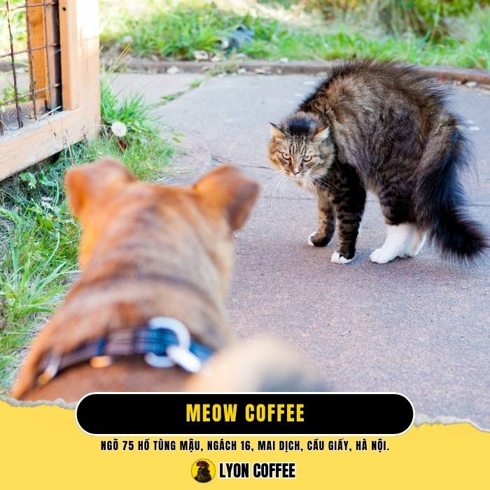 Meow Coffee - Quán cafe chó mèo ở Quận Cầu Giấy Hà Nội