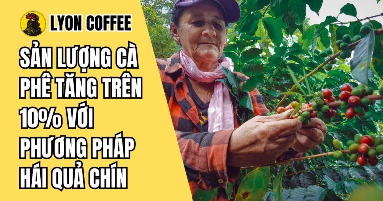 phương pháp hái quả chín