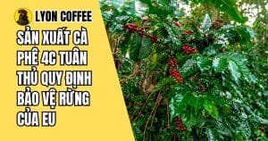 Sản xuất cà phê 4C tuân thủ quy định bảo vệ rừng của EU