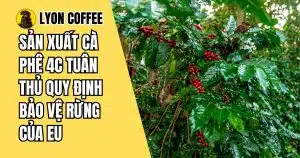 Sản xuất cà phê 4C tuân thủ quy định bảo vệ rừng của EU