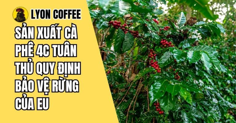 Sản xuất cà phê 4C tuân thủ quy định bảo vệ rừng của EU