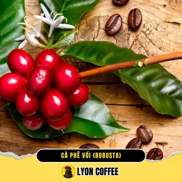 Cà phê vối robusta