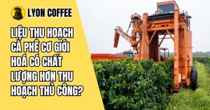 So sánh chất lượng cà phê khi được thu hoạch cơ giới hóa và thủ công